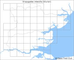Attēlu rezultāti vaicājumam “Eriopygodes imbecilla”