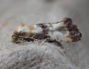 Attēlu rezultāti vaicājumam “Eupoecilia angustana”