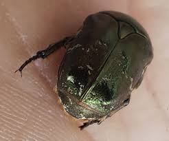 Attēlu rezultāti vaicājumam “Potosia cuprea imago”