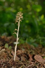 Attēlu rezultāti vaicājumam “Neottia nidus-avis”