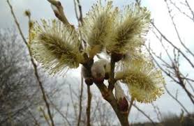Attēlu rezultāti vaicājumam “Salix aurita flower”