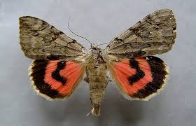 Attēlu rezultāti vaicājumam “Catocala pacta”