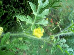 Attēlu rezultāti vaicājumam “Citrullus lanatus leaf”