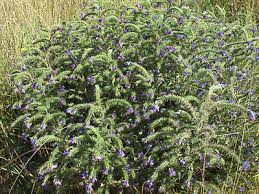 Attēlu rezultāti vaicājumam “Echium vulgare leaf”