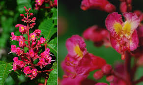 Attēlu rezultāti vaicājumam “Aesculus x neglecta flower”