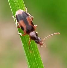 Attēlu rezultāti vaicājumam “Notoxus monoceros”