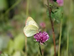 Attēlu rezultāti vaicājumam “Colias palaeno female”