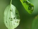 Organic pesticides cause long-lasting damage to ecosystem, study says