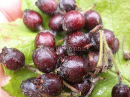 Attēlu rezultāti vaicājumam “Crataegus chlorosarca”