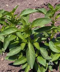 Attēlu rezultāti vaicājumam “Ocimum basilicum”