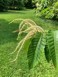 Attēlu rezultāti vaicājumam “Licea castanea macro”