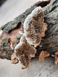 Attēlu rezultāti vaicājumam “Trichaptum abietinum”