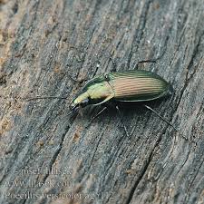 Attēlu rezultāti vaicājumam “Poecilus versicolor”