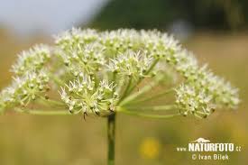 Attēlu rezultāti vaicājumam “Cnidium dubium”