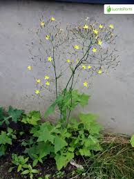 Attēlu rezultāti vaicājumam “Mycelis muralis”