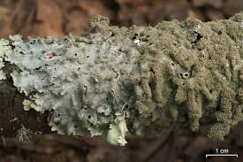 Attēlu rezultāti vaicājumam “Melanohalea olivacea”