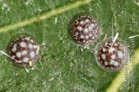 Attēlu rezultāti vaicājumam “Acronicta aceris larva”