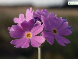 Attēlu rezultāti vaicājumam “Primula farinosa flower”