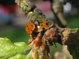 Attēlu rezultāti vaicājumam “Adalia decempunctata”