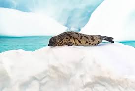 Image result for Cystophora cristata