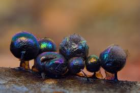 Attēlu rezultāti vaicājumam “Lamproderma pseudomaculatum”