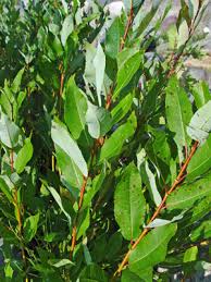 Attēlu rezultāti vaicājumam “Salix myrtilloides”