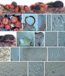 Attēlu rezultāti vaicājumam “Nectria sp., Neonectria sp.”