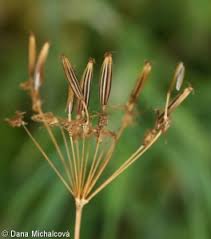 Attēlu rezultāti vaicājumam “Chaerophyllum aromaticum leaf”