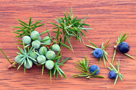 Attēlu rezultāti vaicājumam “Juniperus communis fruit”