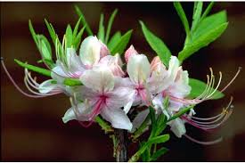 Attēlu rezultāti vaicājumam “Rhododendron periclymenoides flower”