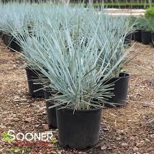 Attēlu rezultāti vaicājumam “Leymus arenarius”