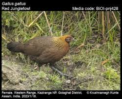 Attēlu rezultāti vaicājumam “Gallus”