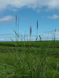 Attēlu rezultāti vaicājumam “Polytrichastrum longisetum”