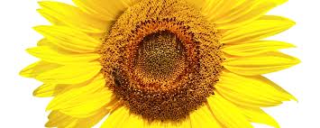 Image result for Sonnenblume