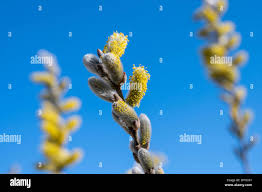 Attēlu rezultāti vaicājumam “Salix cinerea male flower”
