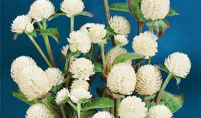 Image result for Kugelamarant