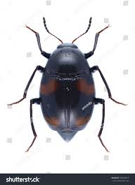 Attēlu rezultāti vaicājumam “Scaphidium quadrimaculatum”