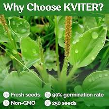 Attēlu rezultāti vaicājumam “Plantago media bud”