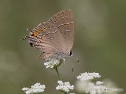 Attēlu rezultāti vaicājumam “Symphytocarpus trechisporus”