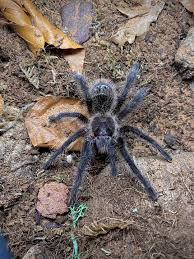 Znalezione obrazy dla zapytania Grammostola grossa