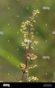 Attēlu rezultāti vaicājumam “Artemisia campestris bud”