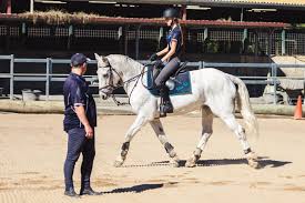 Image result for Dalkeith Park Equestrian Club