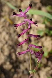 Image result for Fumaria officinalis