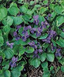 Image result for Viola odorata