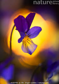 Attēlu rezultāti vaicājumam “Viola tricolor flower”