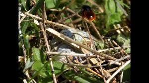 Attēlu rezultāti vaicājumam “Osmia bicolor”