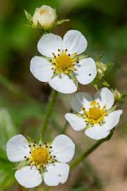 Attēlu rezultāti vaicājumam “Fragaria vesca flower”