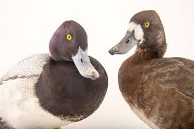 Image result for Aythya affinis