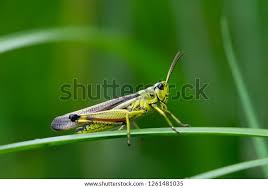 Attēlu rezultāti vaicājumam “Stethophyma grossum”