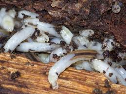 Attēlu rezultāti vaicājumam “Sciara analis”